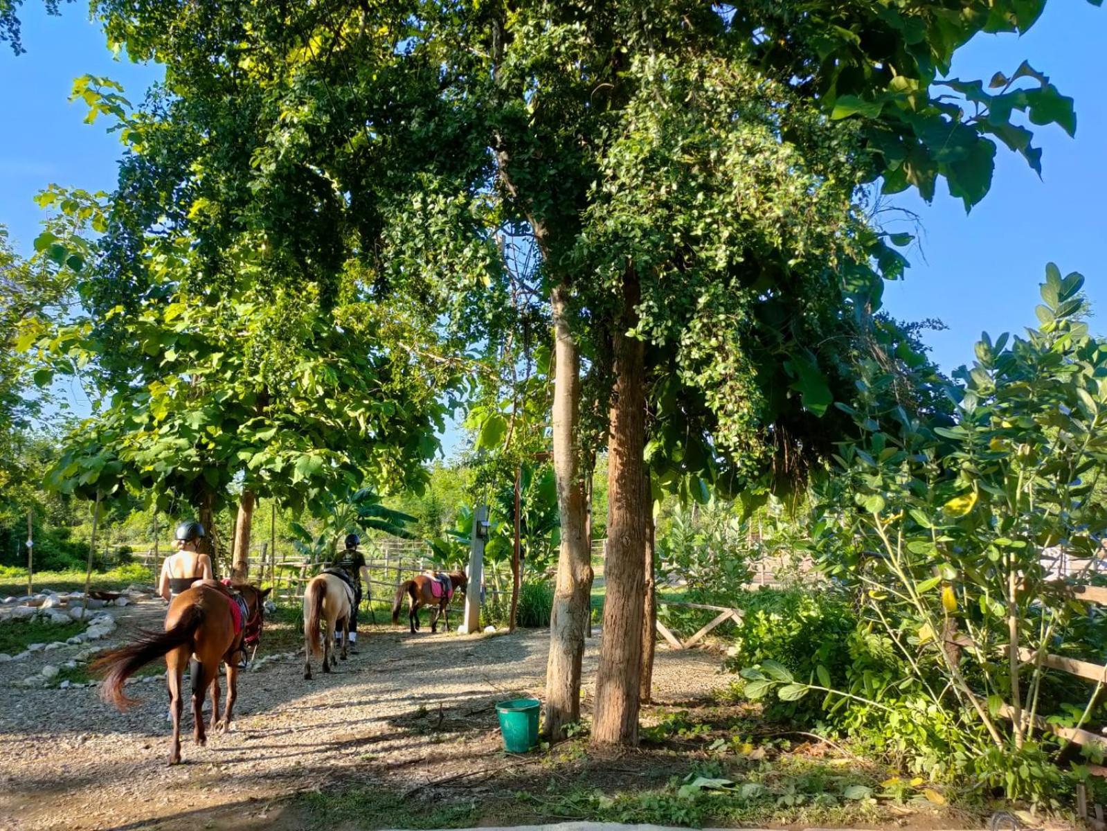Namkhan Horses Stables Luang Prabang Eksteriør bilde