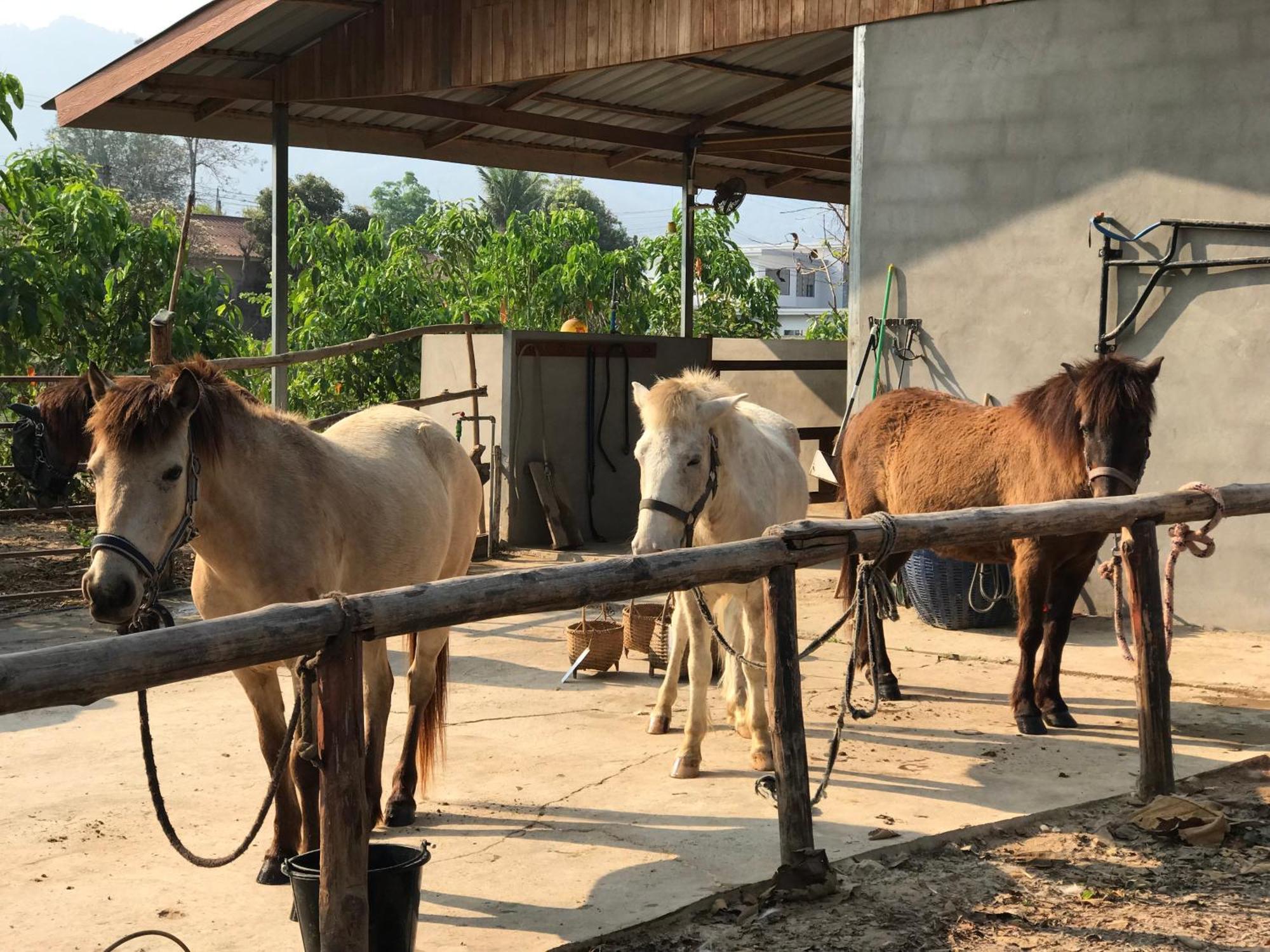 Namkhan Horses Stables Luang Prabang Eksteriør bilde